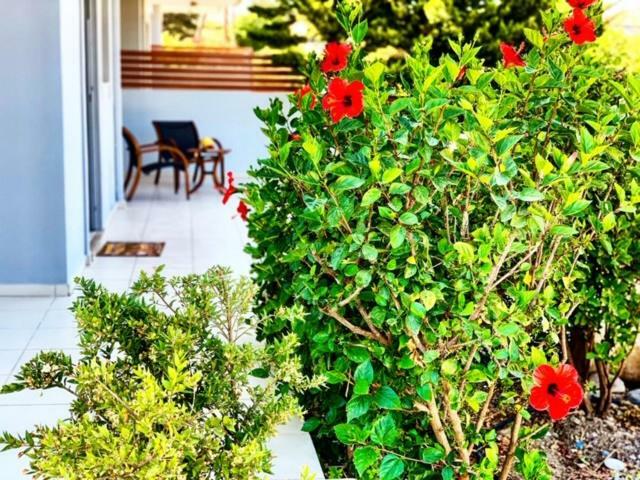 Papagiorgio Luxury And Harmony * Gennadi